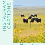 Herd of black cattle grazing in a vast montana field with wildflowers in the foreground.