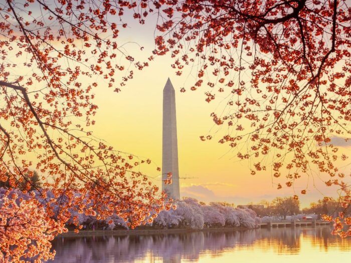 Sunset view of the washington monument framed by cherry blossoms in full bloom, reflected in the still water of the tidal basin.